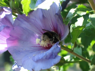 bumblebee 1